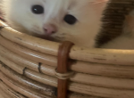 Charlies Dolls - Ragdoll Cat For Sale - 