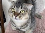 Scottish Fold very affectionate male kitten - Scottish Fold Cat For Sale - Orlando, FL, US