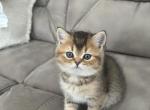 Pumpkin - Scottish Straight Cat For Sale - Houston, TX, US