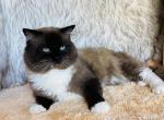Tecova Registered Ragdolls - Ragdoll Kitten For Sale - Cookeville, TN, US