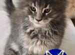 Linnie - Maine Coon Cat For Sale - Cleveland, TN, US