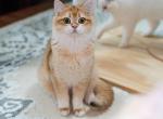 Ink - British Shorthair Cat For Sale - 
