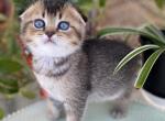 Scottish Fold Kittens 6 weeks old - Scottish Fold Cat For Sale - Orlando, FL, US