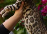 Channel - Bengal Cat For Sale - 