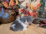 Hooties litter - Munchkin Cat For Sale - New Whiteland, IN, US