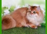 Golden longhair Champion  Joshua ny12 - British Shorthair Cat For Sale - 