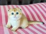 Maya golden shaded ny 11 scottish fold baby girl - Scottish Fold Kitten For Sale - CA, US