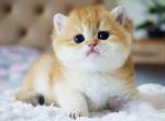 Boss orange golden ny 11 british shorthair male - British Shorthair Cat For Sale - Los Angeles, CA, US