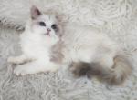 Olli - Ragdoll Cat For Sale - Pembroke Pines, FL, US