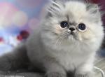Glasha - Persian Cat For Sale - Pembroke Pines, FL, US