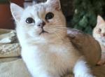 Dallas - British Shorthair Cat For Sale - 