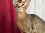 Olvis - Abyssinian Cat For Sale - Pembroke Pines, FL, US