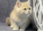 Livara - British Shorthair Cat For Sale - Pembroke Pines, FL, US