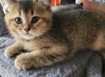 Goldy - British Shorthair Cat For Sale - 