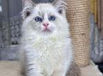 Henry - Ragdoll Cat For Sale - Pembroke Pines, FL, US