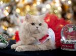 Cream boy kitty - Persian Kitten For Sale - 