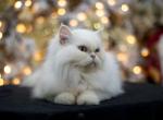 Persa - Persian Cat For Sale - 