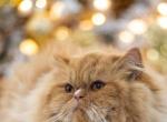 Beige and white 5 months kitty - Persian Kitten For Sale - Parkville, MD, US