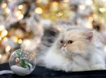Perla - Persian Cat For Sale - 