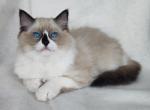 Avatar - Ragdoll Cat For Sale - Pembroke Pines, FL, US