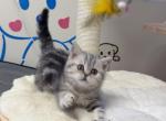 Poki - American Shorthair Cat For Sale - San Jose, CA, US