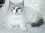 Prince - Ragdoll Cat For Sale - Pembroke Pines, FL, US