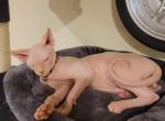 Bruno - Sphynx Cat For Sale - 
