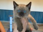 JULLIAN - Ragdoll Kitten For Sale - Morristown, NJ, US