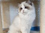 Zoly - Ragdoll Cat For Sale - Pembroke Pines, FL, US