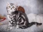 Moor - Scottish Straight Cat For Sale - Pembroke Pines, FL, US