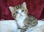 Landon - Scottish Straight Kitten For Sale - 