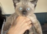 Rare Bella - Ragdoll Kitten For Sale - Morristown, NJ, US