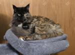 Inesha Black Tortie - Maine Coon Cat For Sale - Longmont, CO, US