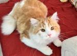 Scottish straight male Tommy - Scottish Straight Cat For Sale - Orlando, FL, US