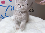 Oscar - British Shorthair Kitten For Sale - San Jose, CA, US