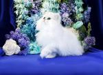 Noland - Persian Cat For Sale - McKinney, TX, US