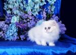 Little Bitsy - Persian Cat For Sale - McKinney, TX, US