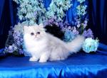 Little Levi - Persian Cat For Sale - McKinney, TX, US