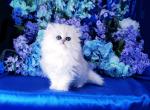 Vanessa - Persian Cat For Sale - McKinney, TX, US