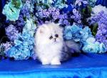 Misty - Persian Cat For Sale - McKinney, TX, US