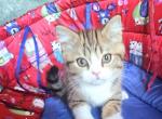 Brandon - Scottish Straight Kitten For Sale - 