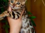 Rainbow - Bengal Kitten For Sale - 