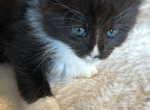 Keesha 2 - Maine Coon Kitten For Sale - Lorena, TX, US
