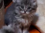 Ragdoll kittens - Ragdoll Kitten For Adoption - 