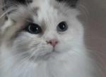 SOLD Roxie IS NO LONGER AVAILABLE - Ragdoll Cat For Sale - Westport, MA, US