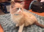 SOLD Chai is No longer available - Ragdoll Kitten For Sale - Westport, MA, US