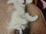 SOLD Latte IS NO LONGER AVAILABLE - Ragdoll Kitten For Sale - Westport, MA, US