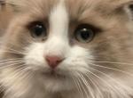 SOLD Pumpkin Spice is NOT AVAILABLE - Ragdoll Kitten For Sale - Westport, MA, US