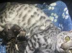 Bengal TICA - Bengal Kitten For Sale - 