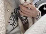 Mickey - Devon Rex Cat For Sale - San Jose, CA, US